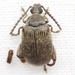 Palm Seed Weevil - Photo (c) Aaron Stoll, all rights reserved, uploaded by Aaron Stoll