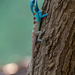 Siamese Blue-crested Lizard - Photo (c) Patta Vangtal, all rights reserved