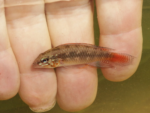 Apistogramma lineata