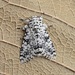 Lichnoptera decora - Photo (c) Juan Carlos Garcia Morales, todos los derechos reservados, subido por Juan Carlos Garcia Morales