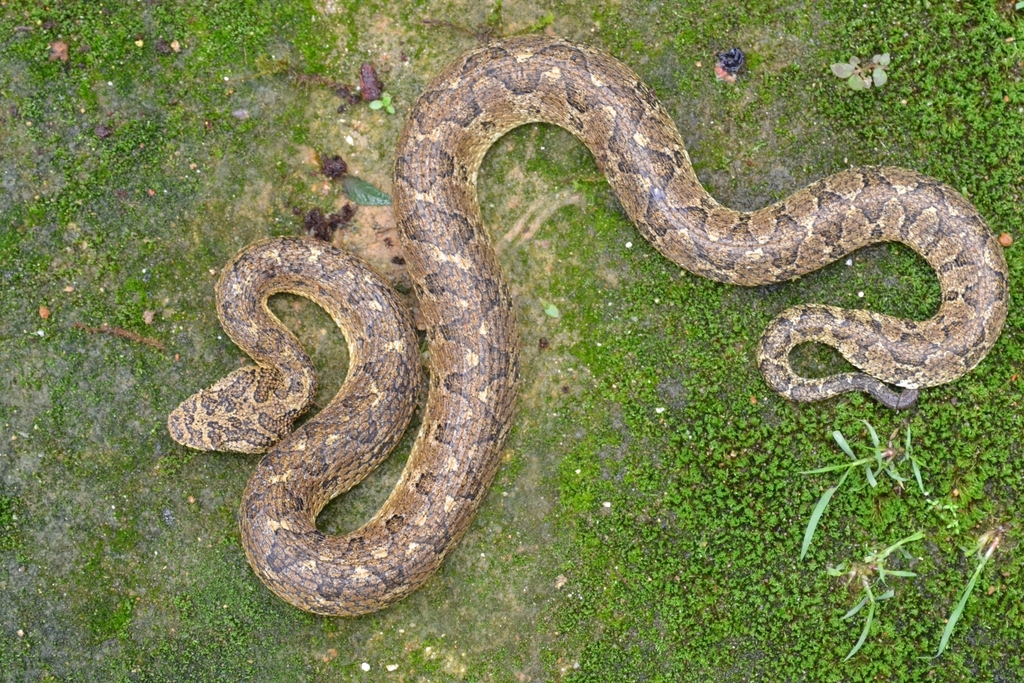 Mexican Horned Pit Viper in June 2021 by Danny RH · iNaturalist
