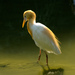 Eastern Cattle Egret - Photo (c) Mike Hooper, all rights reserved, uploaded by Mike Hooper