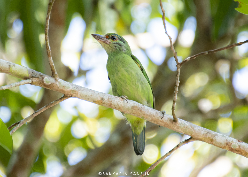 Moustached Barbet photo