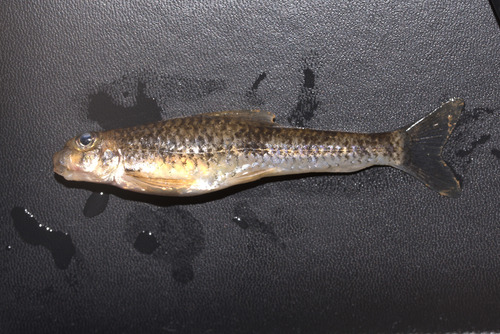 Oriengobio zhangi