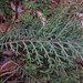 Banksia bipinnatifida - Photo (c) Charles Porter, all rights reserved, uploaded by Charles Porter