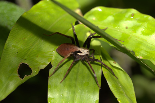 Dolomedes nigrimaculatus