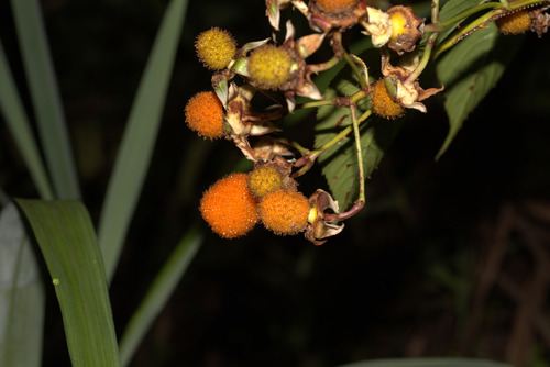 roseleaf bramble