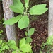 Magnolia macrophylla macrophylla - Photo (c) salbert56, כל הזכויות שמורות