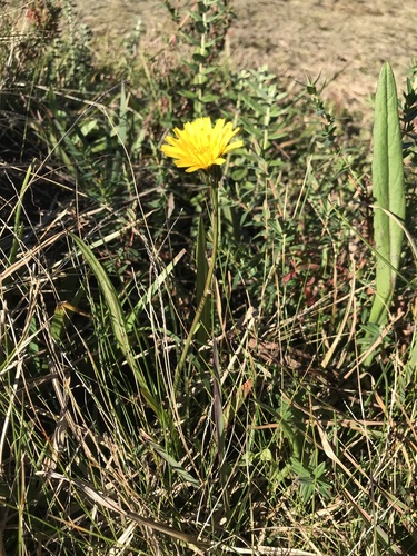 Geel biggenkruid (Hypochaeris lutea)