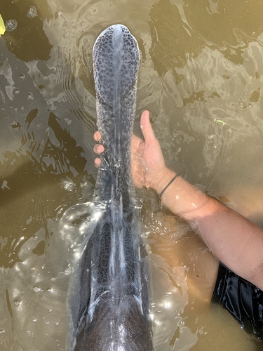 American Paddlefish