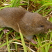 Woodland Vole - Photo (c) Ed Corey, all rights reserved, uploaded by Ed Corey