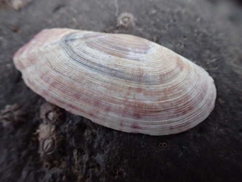 Faroe Sunset Clam