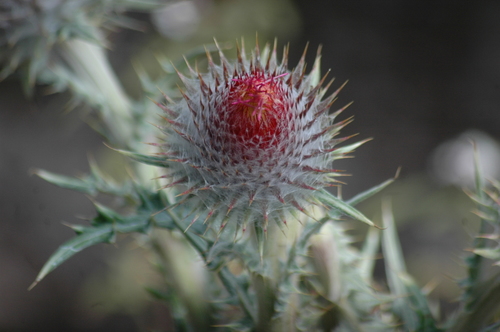 red thistle