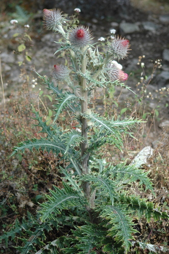 red thistle
