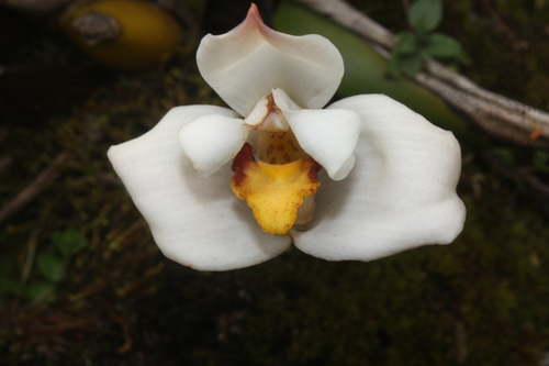 Huebschii Orchid