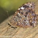 White-spotted Satyr - Photo (c) Juan Carlos Garcia Morales, all rights reserved, uploaded by Juan Carlos Garcia Morales