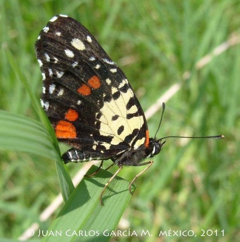 Erodyle Checkerspot