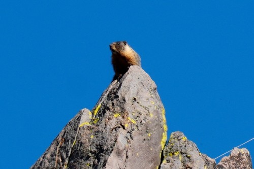 iNaturalist observation photo of Yellow-bellied Marmot