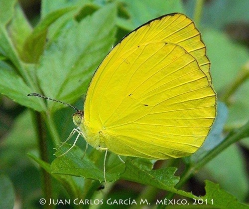 Westwood's Yellow
