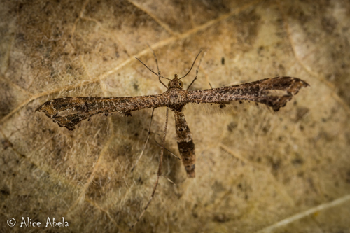 Lantana Plume Moth