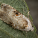Poison Hemlock Moth - Photo (c) Alice Abela, all rights reserved