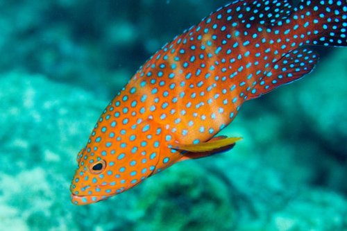 Coral Grouper