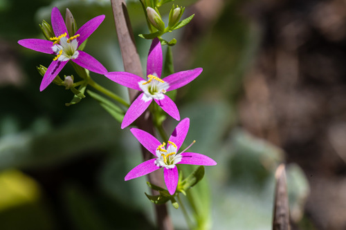 Zeltnera trichantha (Griseb.) G.Mans.