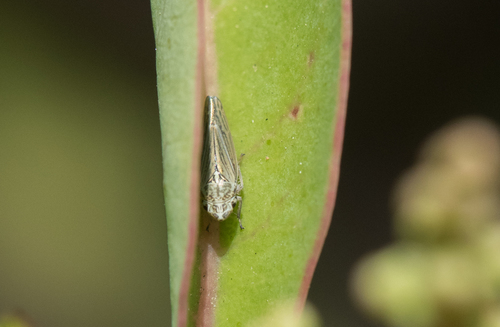photo of (Graphocephala)