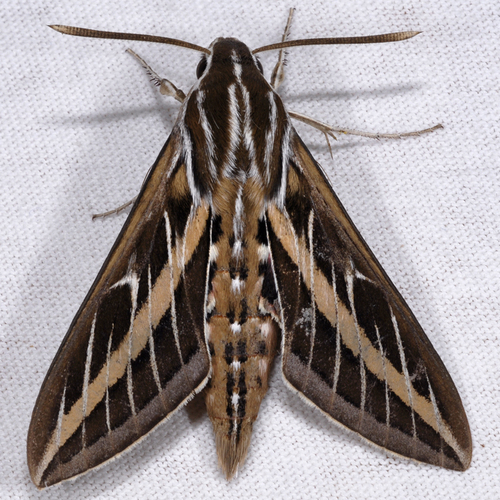 moths in california        <h3 class=