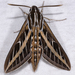 White-lined Sphinx - Photo (c) Gary McDonald, all rights reserved, uploaded by Gary McDonald