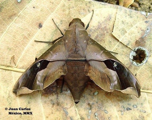 Enyo cavifer Rothschild & Jordan, 1903