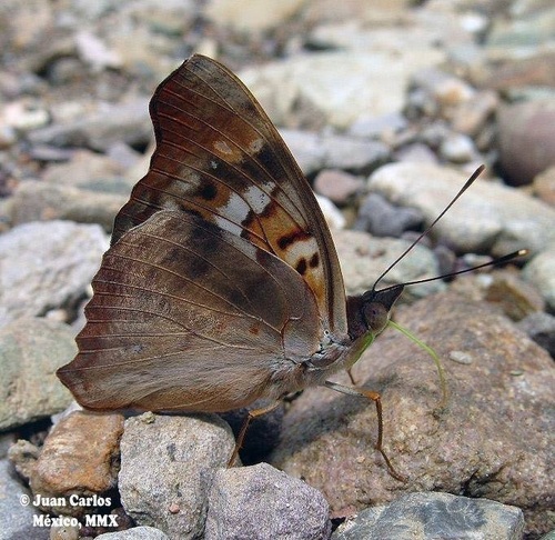 Pavon Emperor