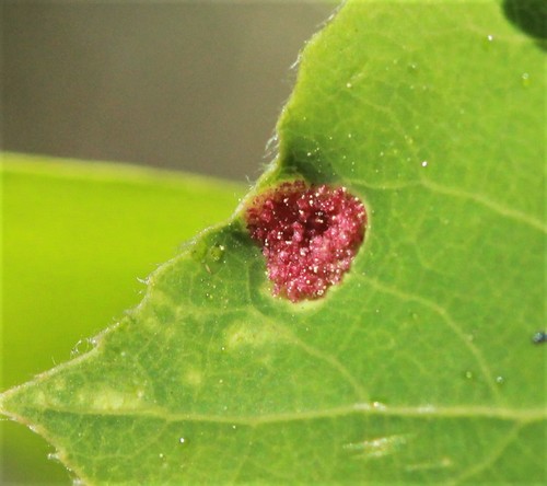 Phyllocoptes didelphis