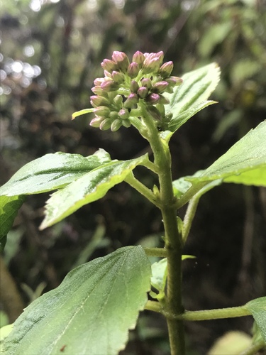 Hebeclinium
