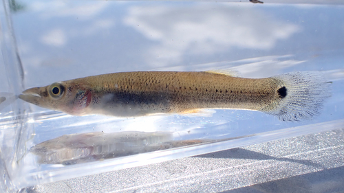 Pike Topminnow