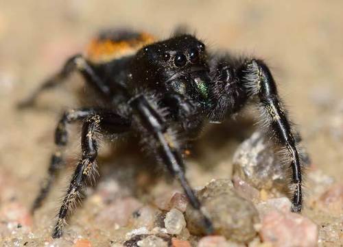 Boreal Tufted Jumping Spider