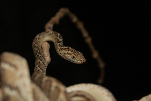 Common Cat Snake
