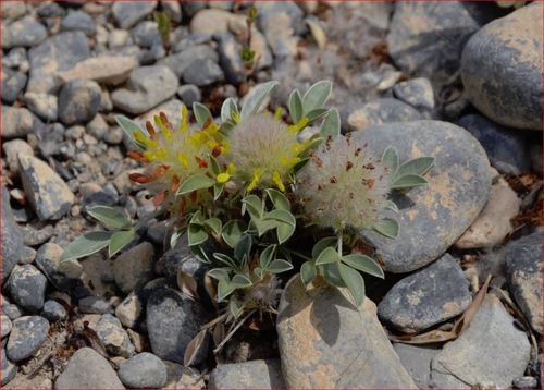 woollyhead prairie clover (Dalea laniceps)