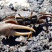 Mexican Fiddler Crab - Photo (c) matthew gruen, all rights reserved, uploaded by matthew gruen