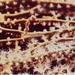 Observation photo