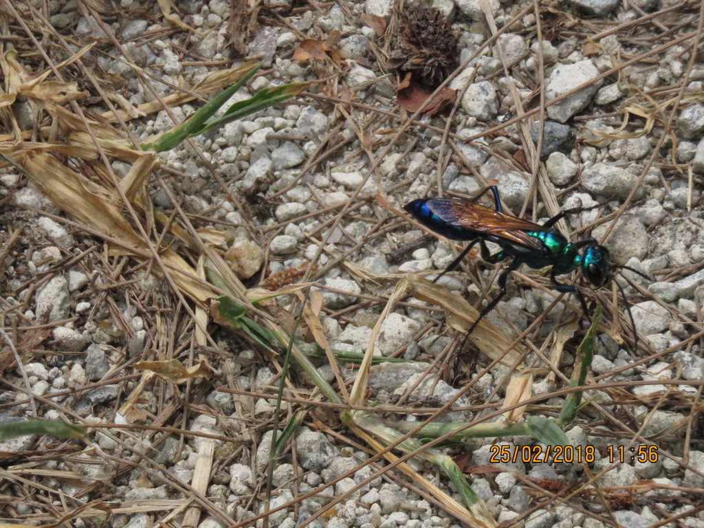 Chlorion lobatum · iNaturalist