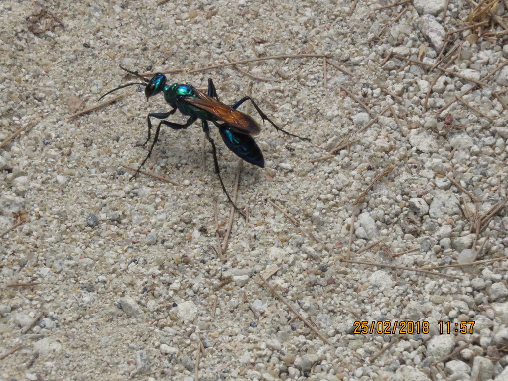 Chlorion lobatum · iNaturalist