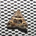 Bulia mexicana - Photo (c) Juan Carlos Garcia Morales, כל הזכויות שמורות, הועלה על ידי Juan Carlos Garcia Morales