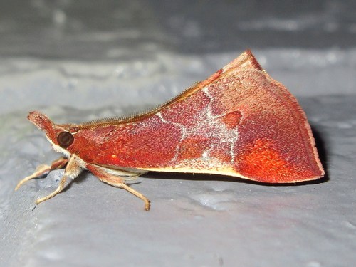 Anemosa exanthes (Meyrick, 1885)