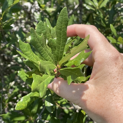 Harbison Oak