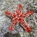 Red-knobbed Sea Star - Photo (c) Frédéric Bernard, all rights reserved