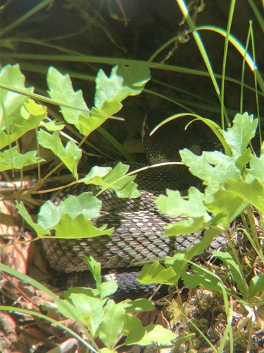 iNaturalist observation photo of Northern Pacific Rattlesnake
