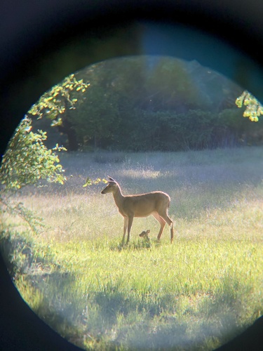 iNaturalist observation photo of Columbian Black-tailed Deer