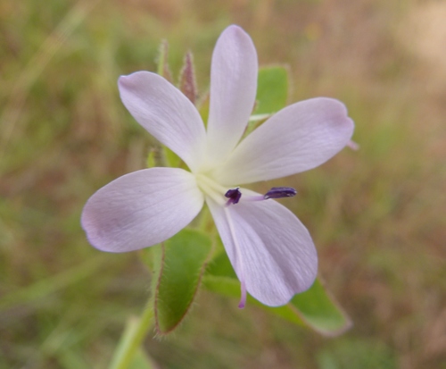 Lebombo Mountain Bushviolet (Barleria lebomboensis)