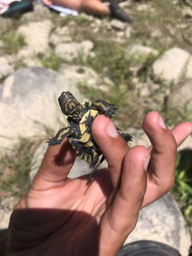 iNaturalist observation photo of Northwestern Pond Turtle